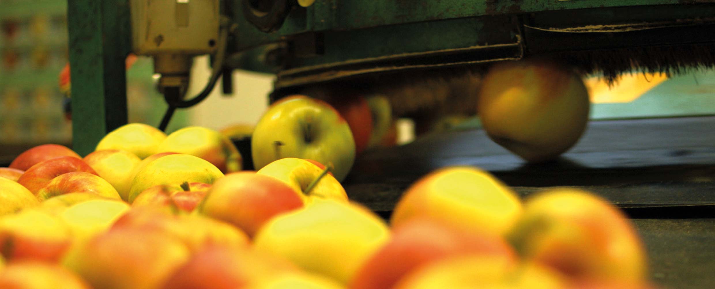 Arche Wilhelminenhof Streuobstwiesen Agroforst