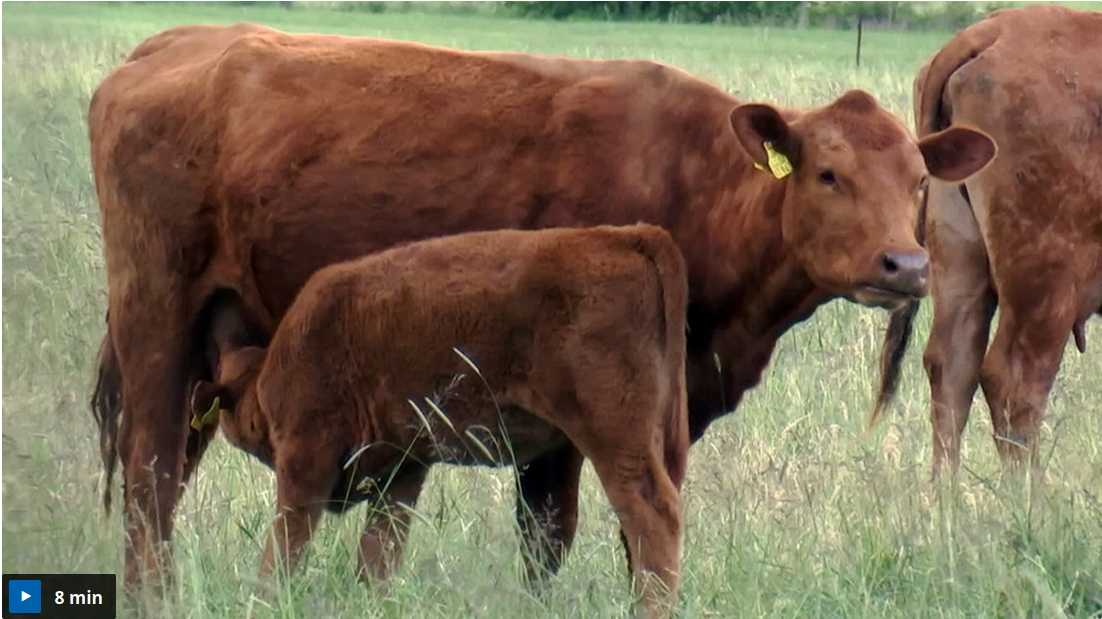 Agroforstwirtschaft In Den Medien | DEFAF E.V.