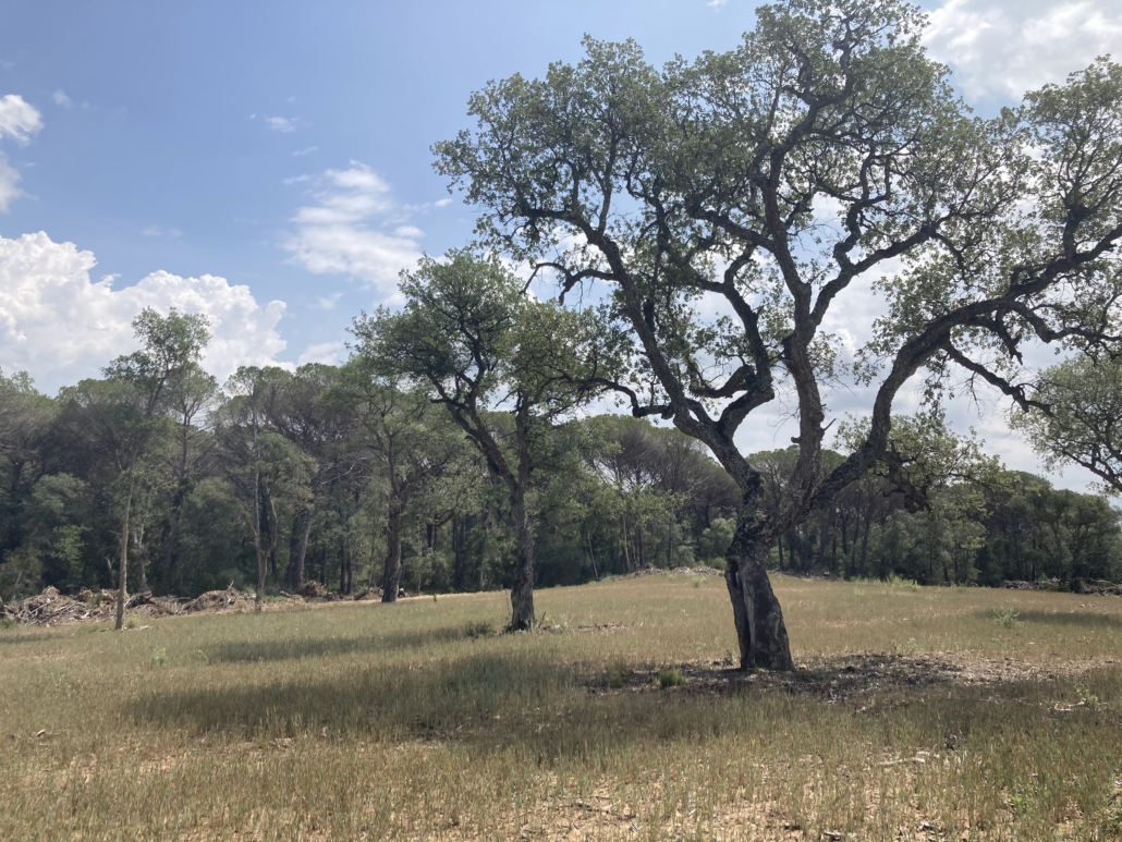 Figure 12: Almost a dehesa-like appearance with selected cork oaks (Quercus suber) and Tritordeum production underneath. Visible is the somewhat higher growth of the cereal in the shade of the trees.