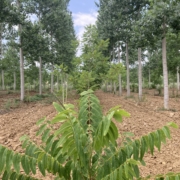 Figure 13: Richer soils and impressive growth rates of the poplars in the mixed species silvoarable system.