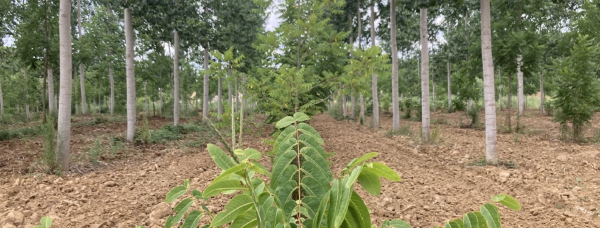 Figure 13: Richer soils and impressive growth rates of the poplars in the mixed species silvoarable system.