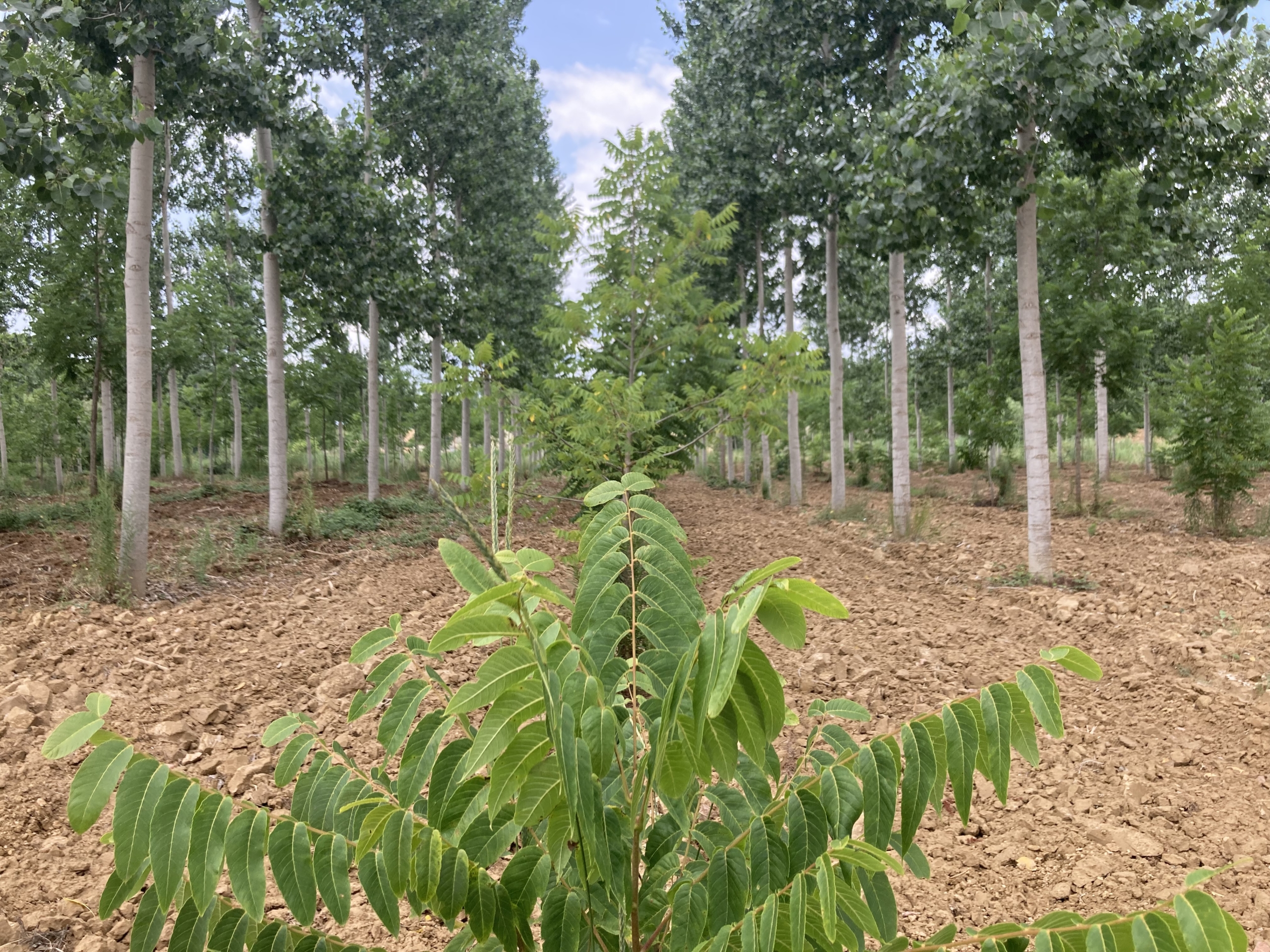 Figure 13: Richer soils and impressive growth rates of the poplars in the mixed species silvoarable system.