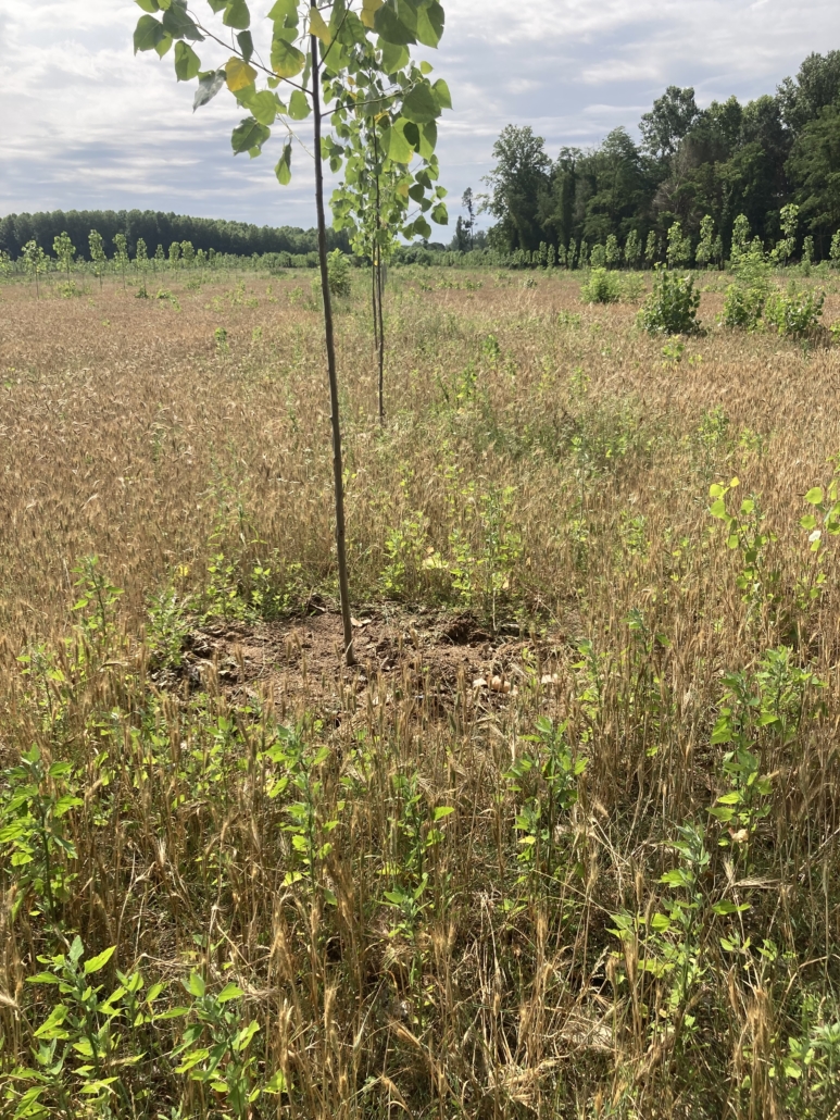 Figure 9: A poplar alley cropping system is the latest development by Antoni and displayed lush-leafed crowns in their first year.