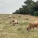 Figure 3: The Aubrac cattle herd of BioGrassFed graze on natural grassland rich in herbs and medicinal plants.