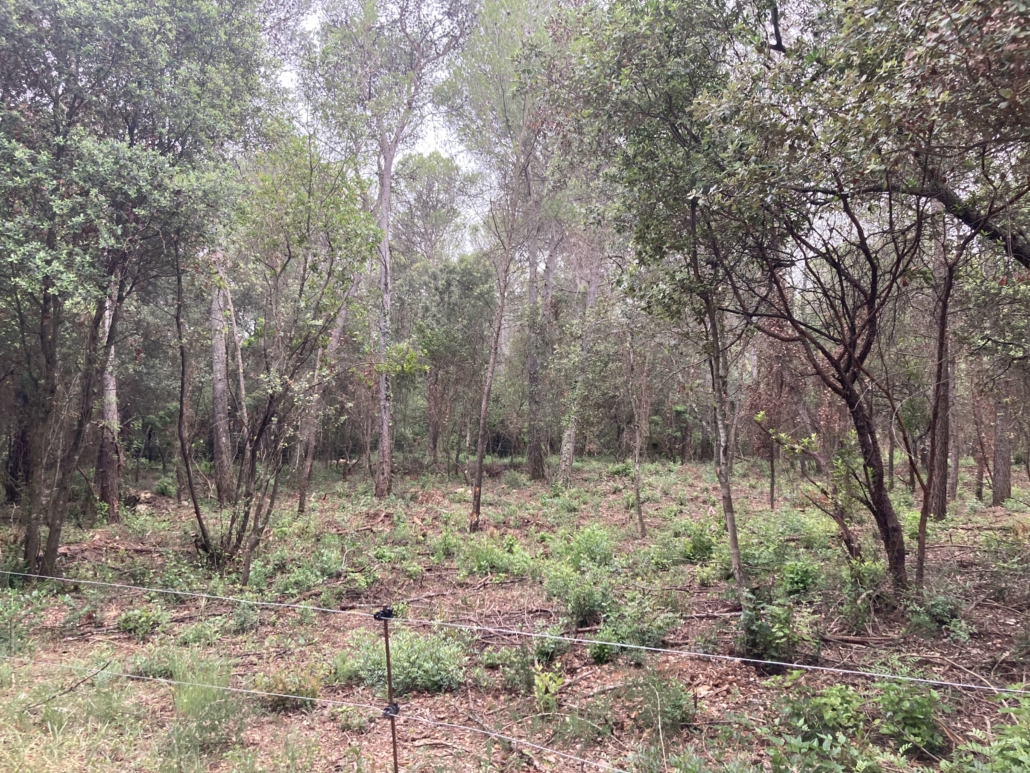 Figure 5: Neighboring forest after thinning. The grazing will prevail in a more open structure as less fire-prone biomass accumulates.