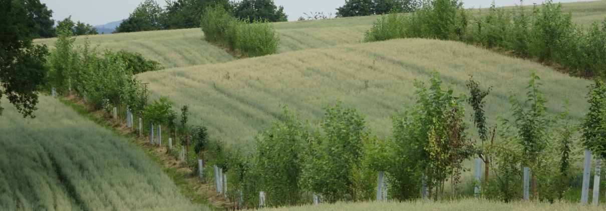 Agroforst Lehr- und Versuchsbetrieb Gladbacher Hof in Villmar