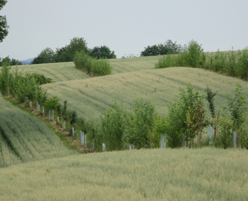 Agroforst Lehr- und Versuchsbetrieb Gladbacher Hof in Villmar