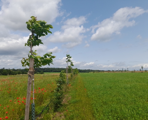 Agroforst Hofgut Oberfeld