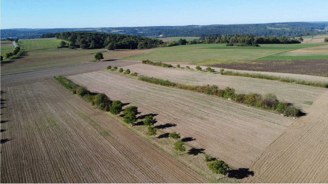 Agroforstversuchssystem im Alley Cropping mit Walnussbäumen, Kurzumtriebsplantagen und verschiedenen Hecken an der Versuchsstation Ihinger Hof, Südwestdeutschland, im Herbst und Frühjahr 2007/2008. Das Foto wurde am 22. September 2022 um 10 Uhr aufgenommen.