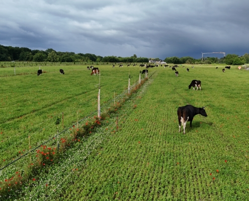 Agroforst Hofgut Oberfeld