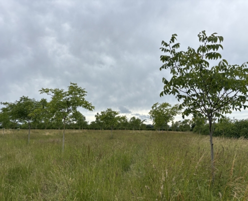 Agroforst Hofgut Oberfeld