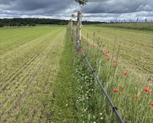 Agroforst Hofgut Oberfeld