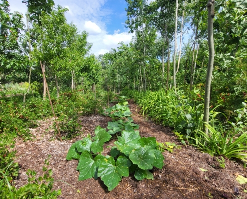 Michelberger Farm bei Vetschau, Brandenburg