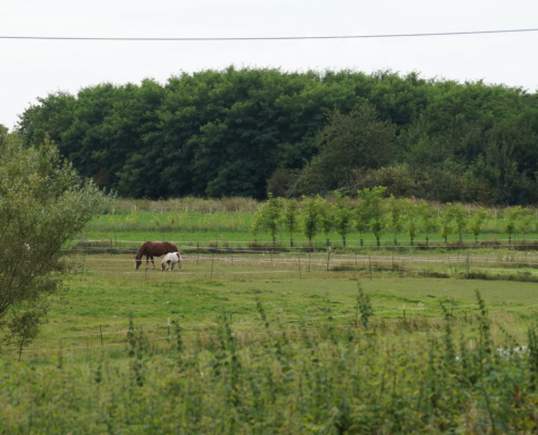 Das Futterlaubsystem mit Weiden und Robinien im Hintergrund