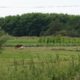Das Futterlaubsystem mit Weiden und Robinien im Hintergrund