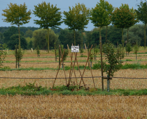 Apfelbasiertes Agroforstsystem mit Totholzelementen zur Förderung der Biodiversität