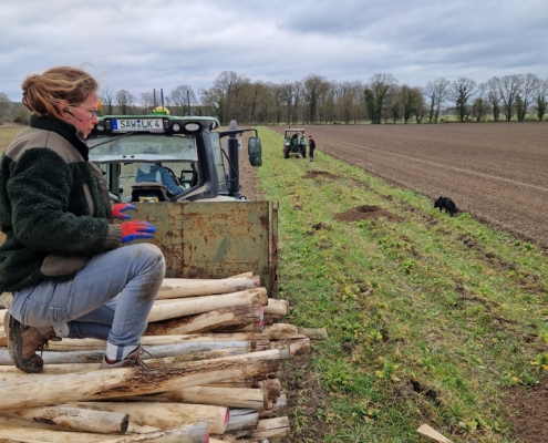 Pflanzung April 2025: Holzpfähle zum Anbinden der gepflanzten Bäume