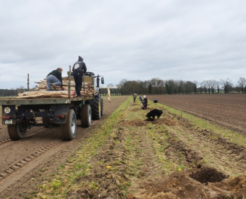 Pflanzung April 2025: Verteilung der Holzpfosten an die Pflanzlöcher