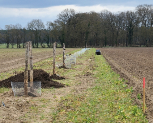 Pflanzung April 2025: Fertiger Einbau der Wühlmauskörbe und der Holzpfosten.