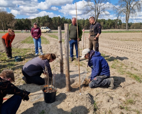 Pflanzung 2025: Feierliche Pflanzung des ersten veredelten Apfelbaums durch die Landwirtin Laura Kulow und dem Baumwart und Agroforst-Planer Karsten Bauer