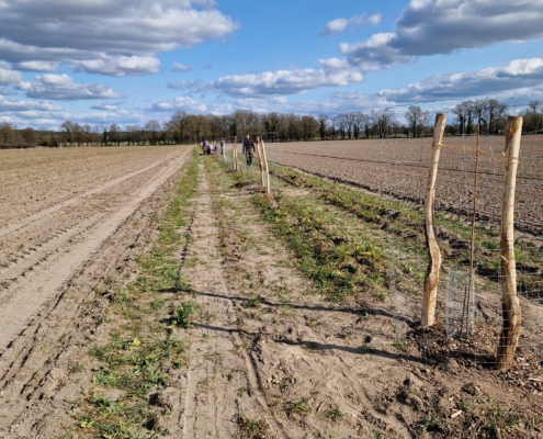 Pflanzung April 2025: Einer der zwei fertig gepflanzten Baumstreifen nach der Pflanzaktion April 2025