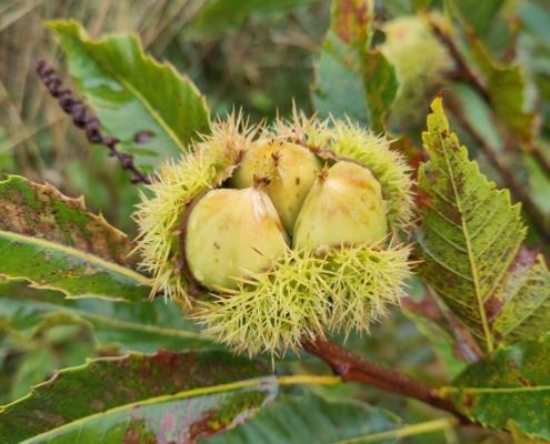 Esskastanie Agroforst LWB Frey