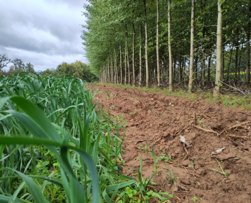jährliche Wurzelerziehung am Gehölzstreifen durch pflügen