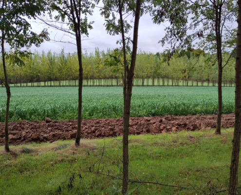 alle Streifen bei LWB Frey werden aufgeästet, plus jährlicher Wurzelschnitt Pflugstreifen