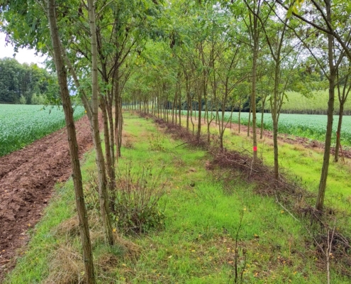 Fünfjähriger Robinienstreifen, LWB Frey, Hintergrund Pappelstreifen