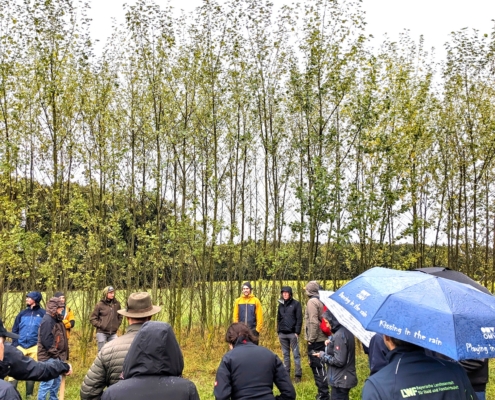 Achtjährige Pappelstreifen im Hühnerauslauf