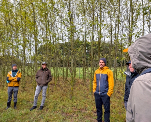 Achtjährige Pappelstreifen im Hühnerauslauf