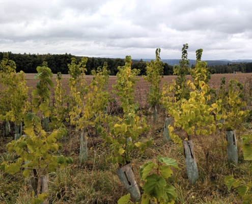 Dreijährige Baum-Hasel mit Wuchshülle