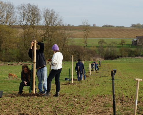 Am 2. Tag geht's ans selbst ausprobieren. 15 Apfelbäume werden gepflanzt. Am 2. Tag geht's ans selbst ausprobieren. 15 Apfelbäume werden gepflanzt. (Foto: J. Günzel / DeFAF)