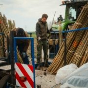 Lignovis GmbH-Experte Ken Dohrmann bei der Pappelpflanzung