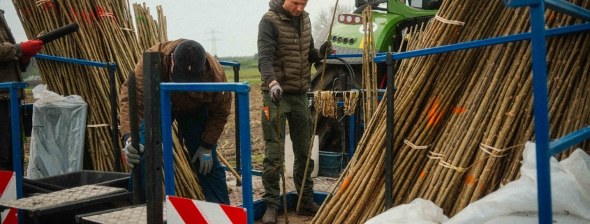 Lignovis GmbH-Experte Ken Dohrmann bei der Pappelpflanzung