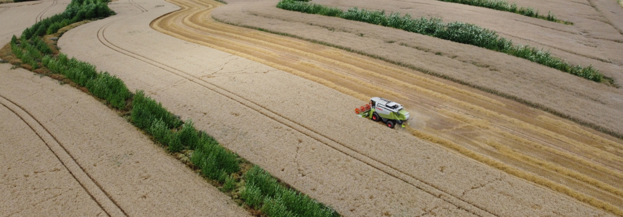 Erntezeit im Agroforst (Keyline Design für Wasserrückhalt) in Niedersachsen