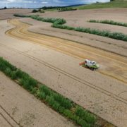 Erntezeit im Agroforst (Keyline Design für Wasserrückhalt) in Niedersachsen