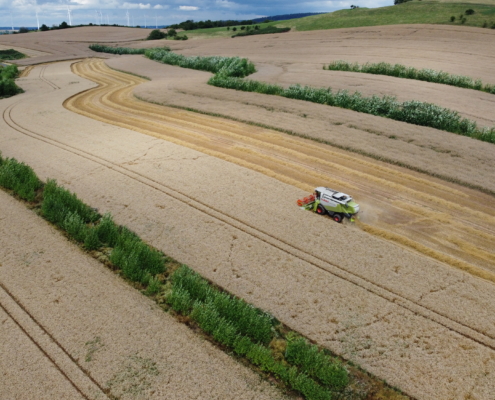 Erntezeit im Agroforst (Keyline Design für Wasserrückhalt) in Niedersachsen