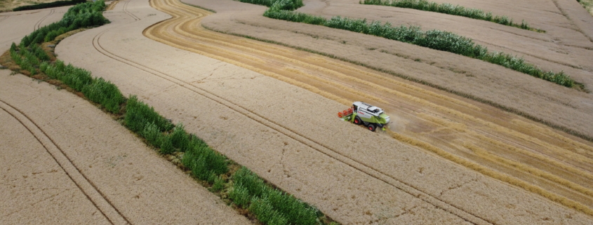 Erntezeit im Agroforst (Keyline Design für Wasserrückhalt) in Niedersachsen
