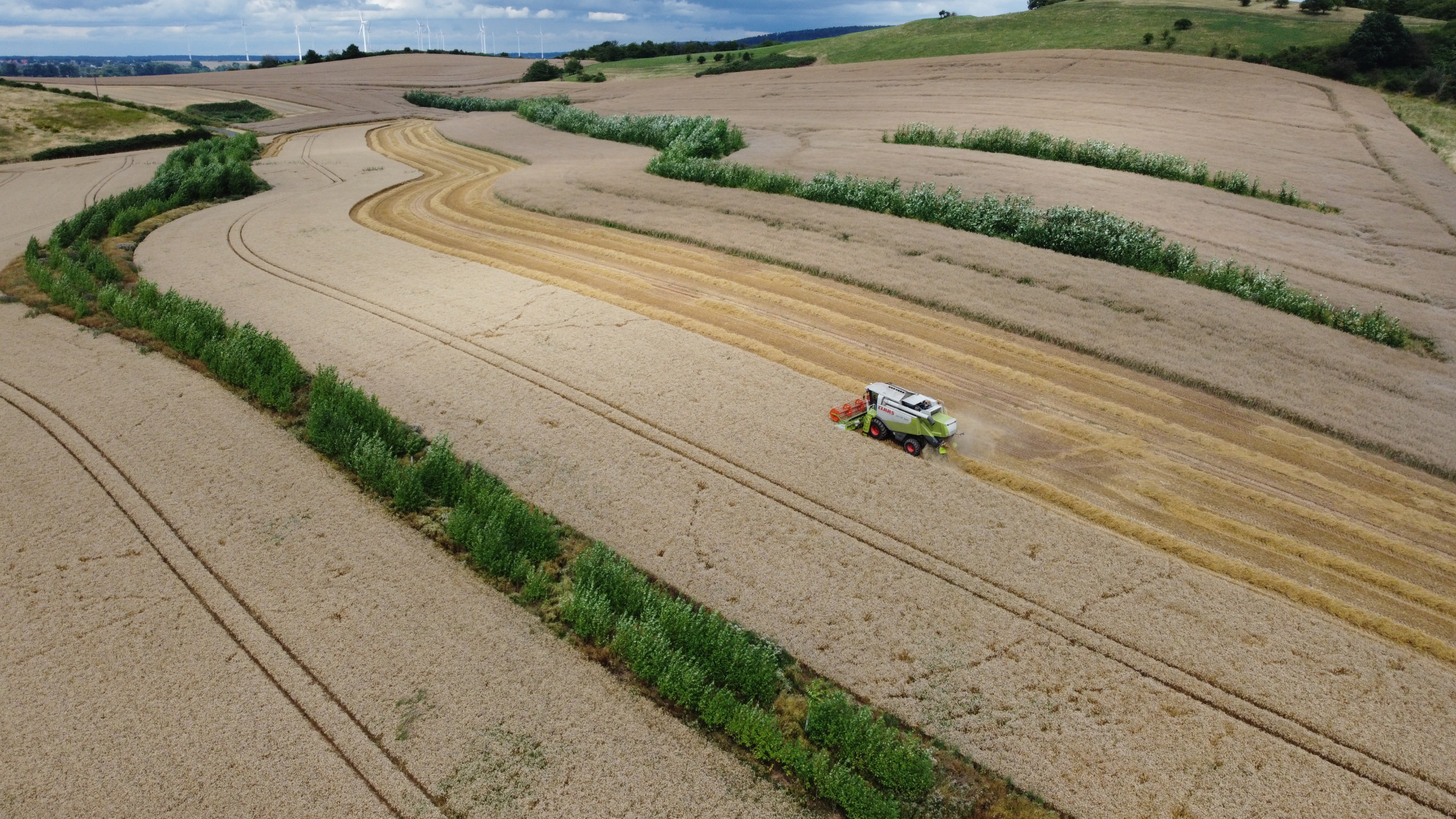 Erntezeit im Agroforst (Keyline Design für Wasserrückhalt) in Niedersachsen